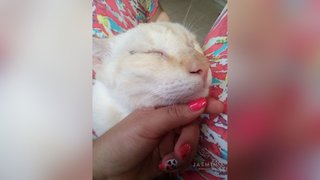 anal sex, girl live sex, straight, vibrator