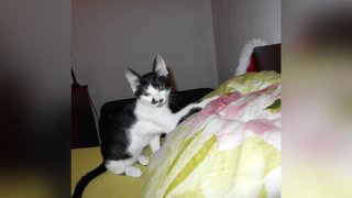 culo tapón